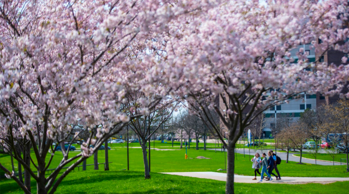 Students walking across campus, trees budding with pink flowers. 