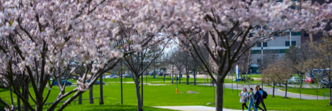 cherry blossoms on UB's North Campus with students walking by. 