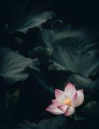 a lotus flower floating in the water. 