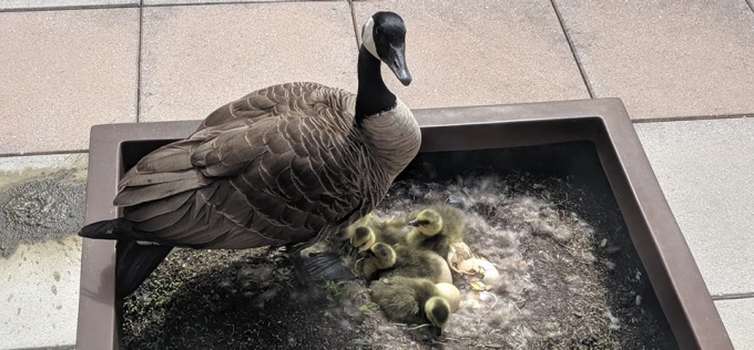 photo of our goose and her goslings. 