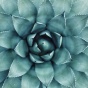 Close up photo of a succulent. 