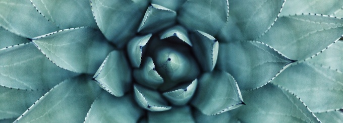 Close up photo of a succulent. 