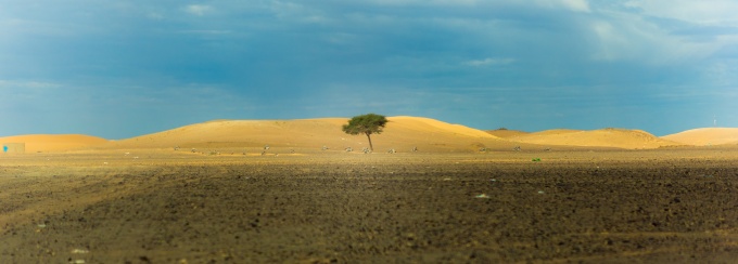 photo of a single tree in the middle of a desert. 