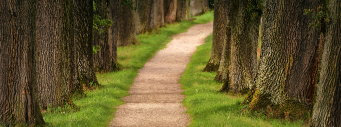 a wooded pathway. 