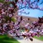 Photo of a pink flowering tree on UB's North Campus. 