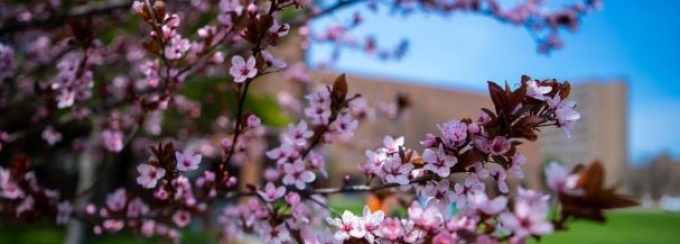 Photo of a pink flowering tree on UB's North Campus. 