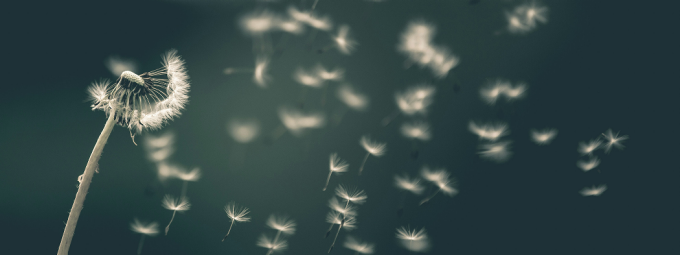 Dandelion with seeds blowing in the wind. 