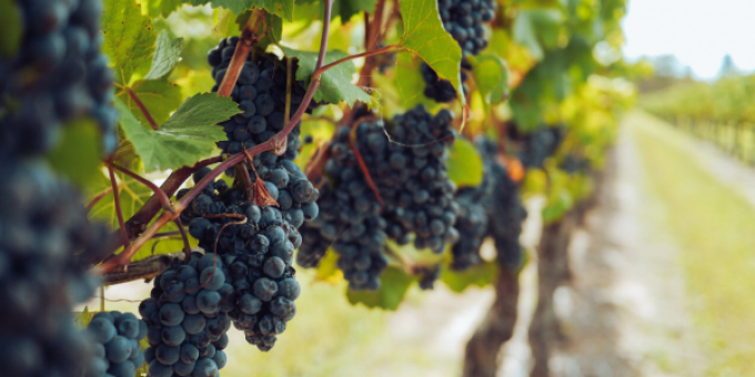 Grapes on a vine in a vineyard. 
