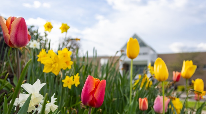 Close-up of blooming spring flowers, including red, pink, yellow, and white tulips and daffodils, growing in a garden bed. The photo is taken from a low angle, making the flowers appear tall against a bright blue sky with scattered white clouds. A building with a peaked roof is blurred in the background. 