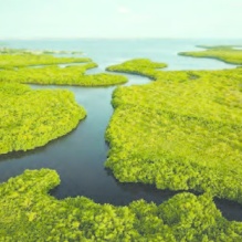 view of a wetland area. 