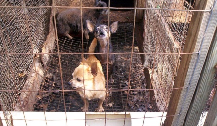 are puppy mills legal