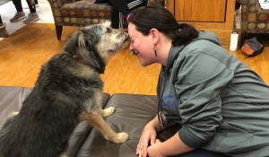 Zoom image: Professor James Milles' dog, Elke, provides her form of therapy to a willing law student. 