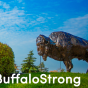 bronze buffalo statue standing on a hill. 