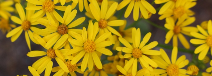 closeup photo of yellow daisies. 