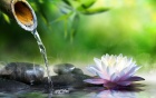 a photo of water running out of a bamboo spot into a calm pon with a lotus flower. 