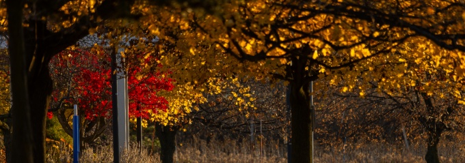 fall leaves on the ground. 