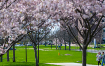 cherry blossoms on UB's North Campus with students walking by. 