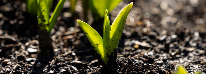 Close-up of small green plant shoots emerging from dark garden soil, backlit by sunlight with blurred seedlings in the background. 