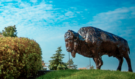 outdoor photo of bronze buffalo statue with blue sky behind. 