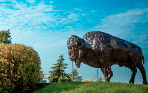 outdoor photo of bronze buffalo statue with blue sky behind. 